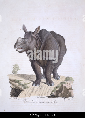Rhinoceros unicornis, il rinoceronte indiano Foto Stock