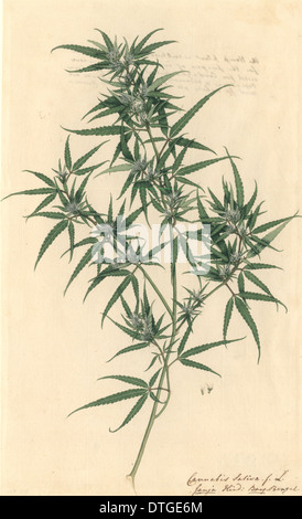 La Cannabis sativa, canapa Foto Stock