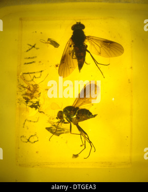 Snipe di mosche in ambra Foto Stock