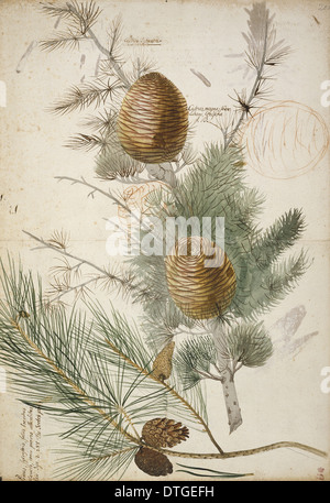 Pinus sylvestris, pino silvestre (fondo) & Cedrus libani e cedro del Libano (top) Foto Stock