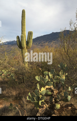 L'Arizona Parco nazionale del Saguaro East Foto Stock