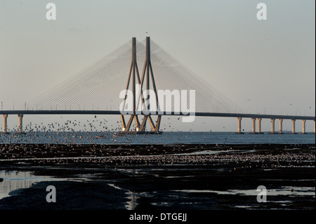 Vista serale dei principali span di Bandra Worli mare ponte di collegamento. Un testamento dell India di sviluppo tecnologico. Foto Stock