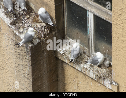Kittiwakes con pulcini e uova nidi su edificio nel centro cittadino di Newcastle. Newcastle upon Tyne, England, Regno Unito Foto Stock