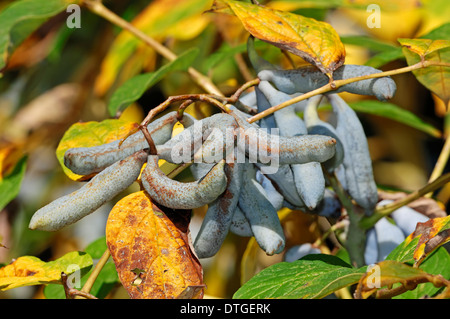 L'uomo morto con le dita, blu frutto di salsiccia, blu cetriolo arbusto, blu arbusto bean o bean Blue Tree (Decaisnea fargesii), frutta Foto Stock