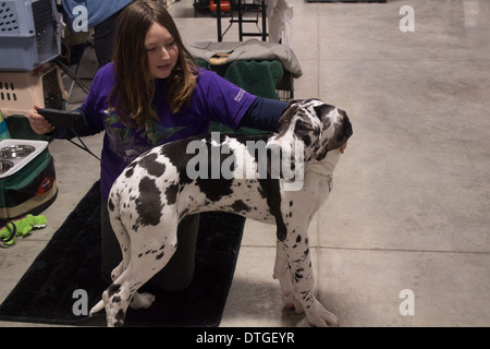 Ragazza con il suo Arlecchino Alano cucciolo in Ontario per il cane allevatori Show di Lindsay, Ontario Foto Stock