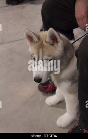 Siberian Husky cucciolo seduto tra i suoi proprietari gambe in Ontario Breeders Dog Show in Lindsay, Ontario Foto Stock