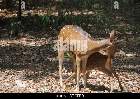 Avvistati i cervi chital o cheetal, noto anche come chital cervi, macchiato di cervo o asse di cervo. Foto Stock