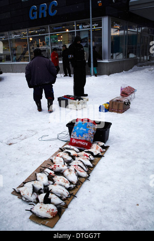 Un mercato per i pinguini in Nuuk. La Groenlandia Foto Stock