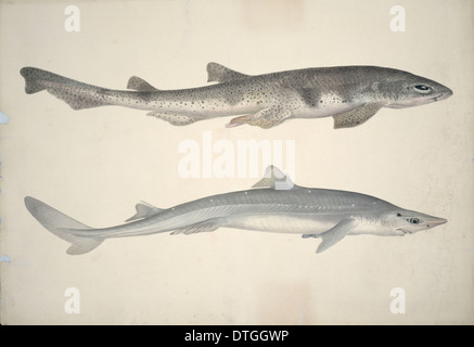 Scyliorhinus stellaris, Huss, Squalus acanthias, spinoso palombo Foto Stock