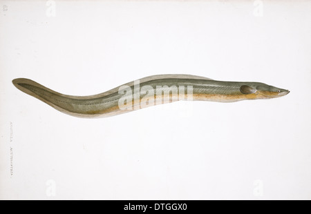 Anguilla anguilla Anguilla di fiume Foto Stock