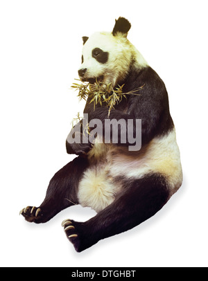 Ailuropoda melanoleuca, panda gigante Foto Stock