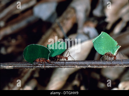 Foglia-cutter formiche che trasportano pezzi di foglia Foto Stock