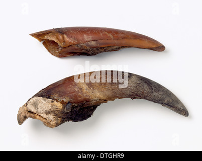 Darwinii Mylodon, massa bradipo toenails Foto Stock