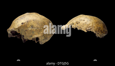 Homo erectus artificiale del cranio (Ngandong 1 & Trinil) Foto Stock