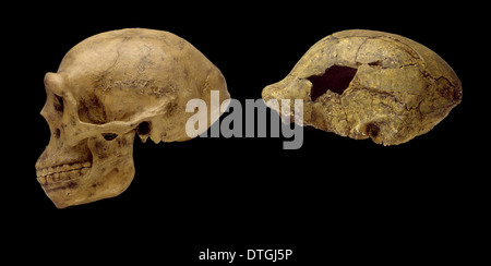 Homo erectus cranio getta Pechino uomo & OH9 Foto Stock