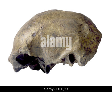 Homo erectus, solo l'uomo cranio (Ngandong 1) Foto Stock