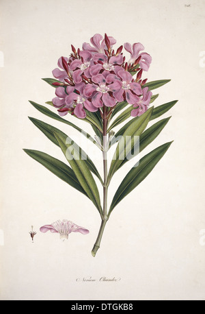 Nerium oleander, gli oleandri Foto Stock