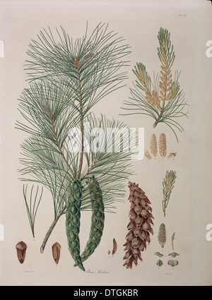 Pinus strobus L., Weymouth o pino bianco Foto Stock