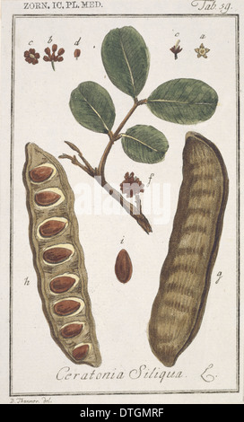 Ceratonia siliqua, carruba Bean tree Foto Stock