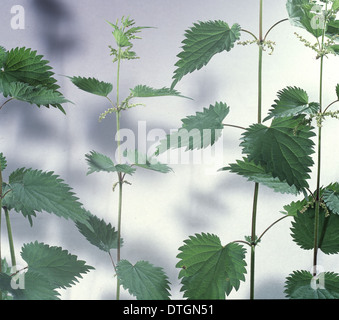 Urtica dioica, Ortica Foto Stock