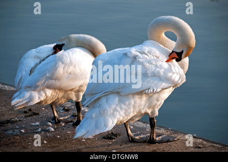 Due cigni Preening sull argine Foto Stock