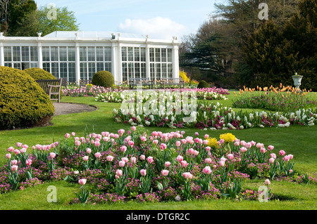 La Camellia House e giardini a Wollaton Hall e il Deer Park, Nottingham England Regno Unito Foto Stock