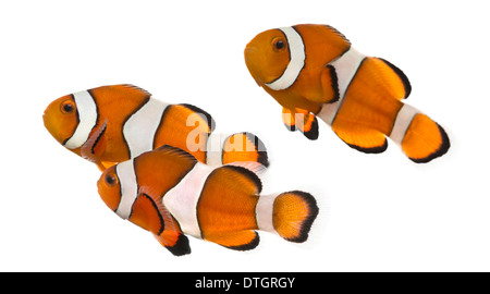 Gruppo di Ocellaris clownfish, Amphiprion ocellaris, contro uno sfondo bianco Foto Stock