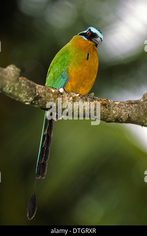 BLUE crowned Motmot (Momotus momota) in una foresta di TOBAGO WEST INDIES Foto Stock