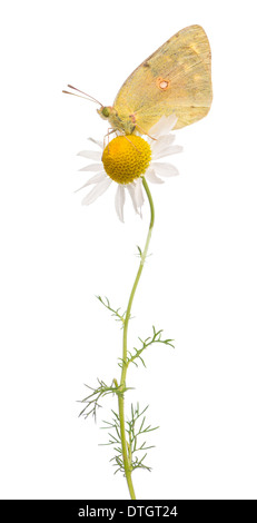 Vista laterale di un offuscato la farfalla di zolfo su daisy, Colias philodice, di fronte a uno sfondo bianco Foto Stock