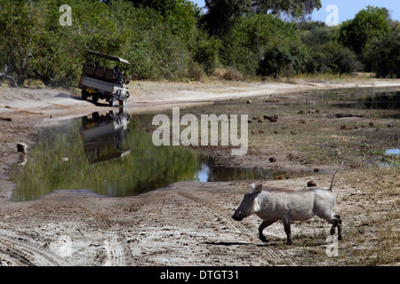 Da Victoria Falls è possibile visitare il vicino Botswana. In particolare Chobe National Park. Un warthog attraversando la strada Foto Stock