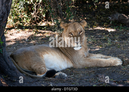 Da Victoria Falls è possibile visitare il vicino Botswana. In particolare Chobe National Park. Lion nel fiume Chobe. Foto Stock