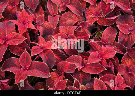 Rosso (Coleus Solenostemon sp.) foglie, Ontario, Canada Foto Stock