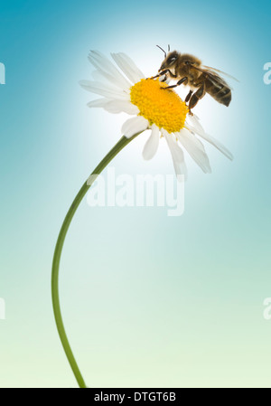 Il miele europeo bee pollinici su una margherita, Apis mellifera, su uno sfondo blu Foto Stock