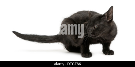 Gattino nero di graffiare, 2 mesi di età, contro uno sfondo bianco Foto Stock