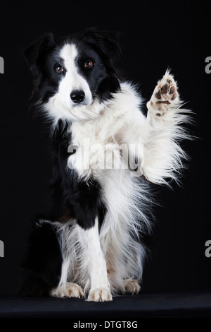 Border Collie, bianco e nero, salutando con la sua zampata Foto Stock