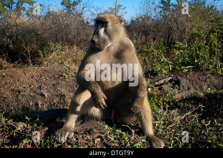 Monkey outdoor le camere presso il Royal Livingstone Hotel. Tre tipi di scimmia si verificano in Zambia. La scimmia vervet è molto comune Foto Stock