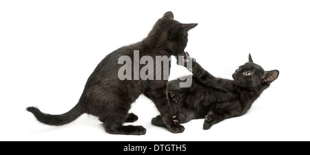 Due gattini nero giocando, 2 mesi di età, contro uno sfondo bianco Foto Stock