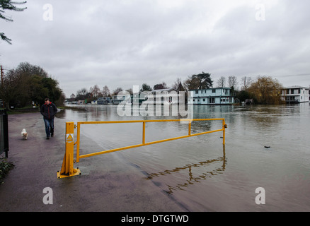 Sollevate i livelli di acqua durante le inondazioni lungo il fiume Tamigi, East Molesey Surrey, Inghilterra, nel febbraio 2014. Foto Stock