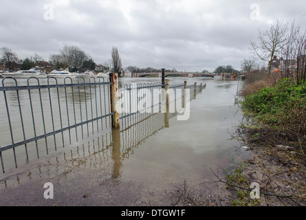 Sollevate i livelli di acqua durante le inondazioni lungo il fiume Tamigi, East Molesey Surrey, Inghilterra, nel febbraio 2014. Foto Stock