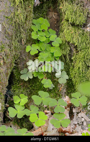 Wood Sorrel (Oxalis acetosella), foglie, Renania settentrionale-Vestfalia, Germania Foto Stock