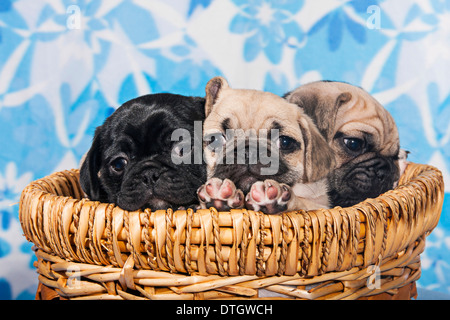 Tre Pugs, cuccioli seduti in un cestello Foto Stock