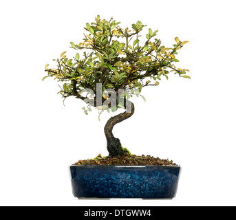 Caprifoglio albero di bonsai, Lonicera caprifolium, contro uno sfondo bianco Foto Stock