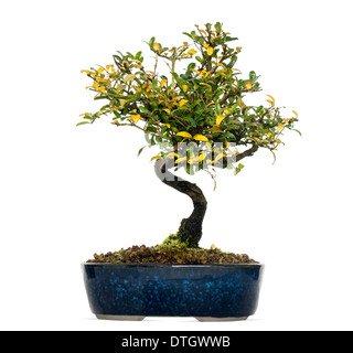 Caprifoglio albero di bonsai, Lonicera caprifolium, contro uno sfondo bianco Foto Stock