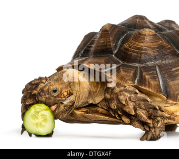 Close-up di un Africano spronato tartaruga mangia fette di cetriolo, Geochelone sulcata, contro uno sfondo bianco Foto Stock