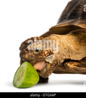 Close-up di un Africano spronato tartaruga mangia fette di cetriolo, Geochelone sulcata, contro uno sfondo bianco Foto Stock