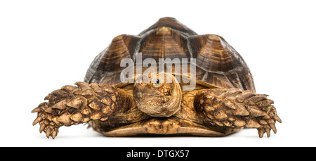 Vista frontale di un Africano spronato tartaruga, Geochelone sulcata, contro uno sfondo bianco Foto Stock