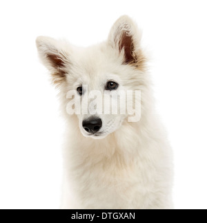 Close-up di un Pastore Svizzero cucciolo di cane, guardando lontano, 3 mesi di età, contro uno sfondo bianco Foto Stock