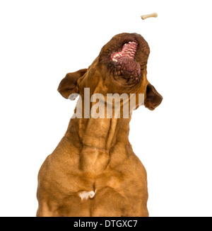 Close-up di un Dogue de Bordeaux la cattura del cibo, la bocca aperta, contro uno sfondo bianco Foto Stock