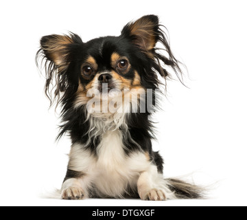 Vista frontale di un shaggy Chihuahua sdraiato contro uno sfondo bianco Foto Stock