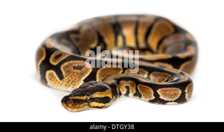 Royal Python Python regius, di fronte a uno sfondo bianco Foto Stock
